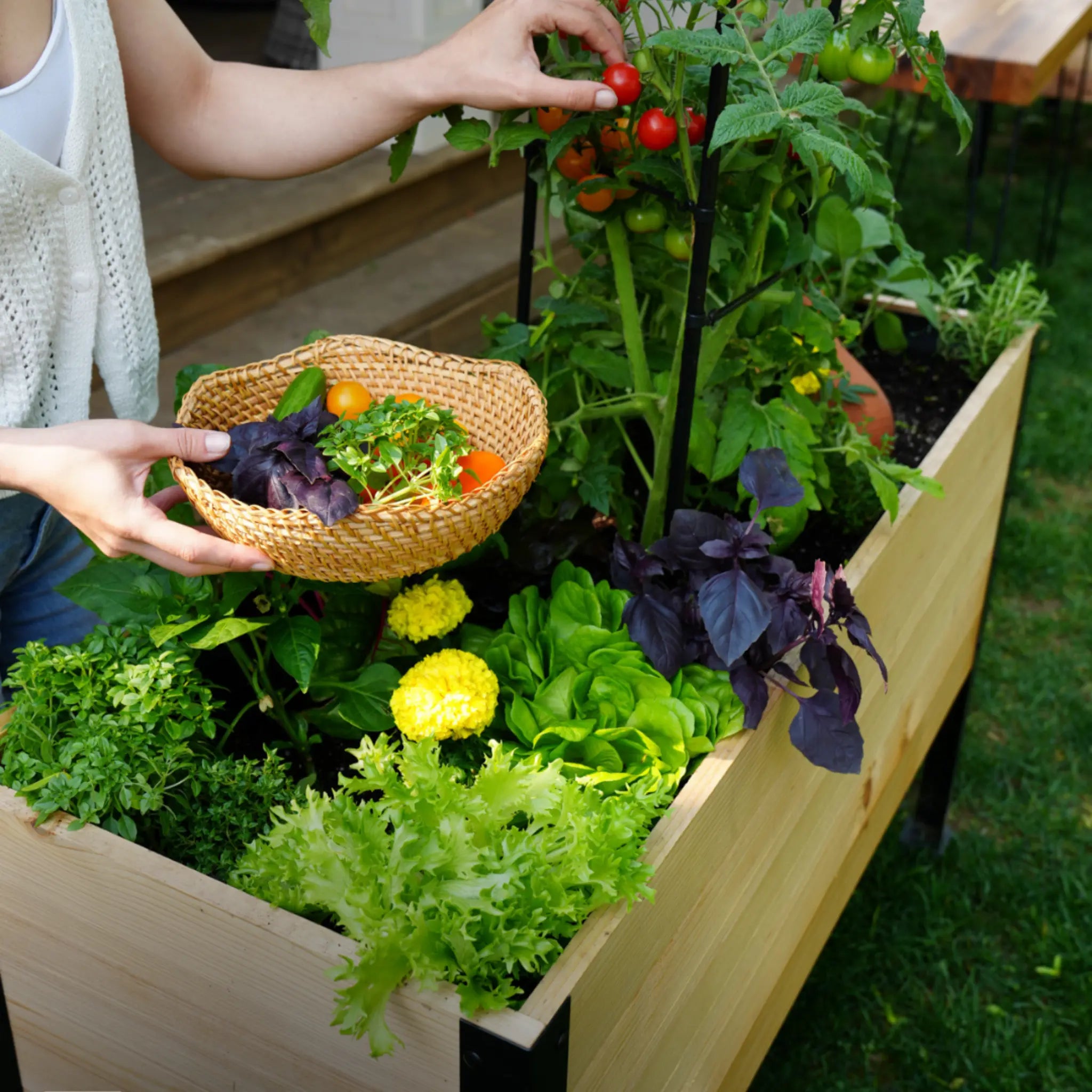 E-Book: Beginner's Guide to Raised Gardening In Canada